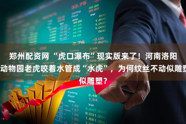 郑州配资网 “虎口瀑布”现实版来了！河南洛阳一动物园老虎咬着水管成“水虎”，为何纹丝不动似雕塑？